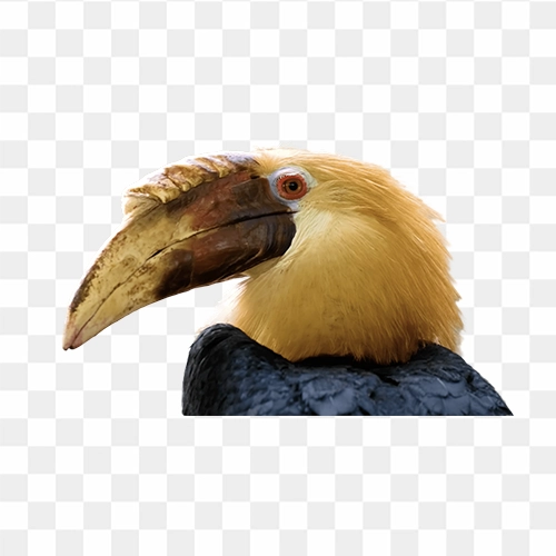 Rangkong bird or hornbill a species bird free png image